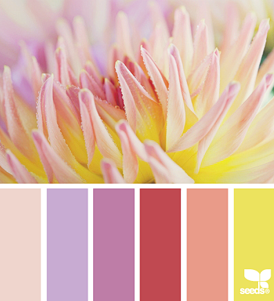 dahlia hues