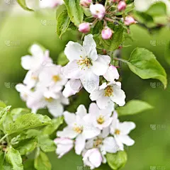 盛开或开花的苹果树，白色和粉红色的花