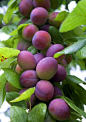 plums