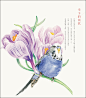 莳花绘花鸟 色铅笔的优雅手绘 绘画教程书 铅笔素描入门基础 飞乐鸟手绘 绘画教程 彩铅插画技法书 漫画美术教程教材-tmall.com天猫