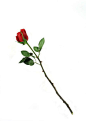 一支红色玫瑰花图片素材@北坤人素材
