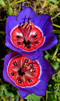 Geissorhiza radians is a member of the Iris Family from South Africa