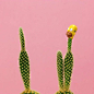 Plants On Pink|荷兰艺术家Lotte van Baalen