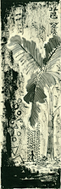 芭蕉