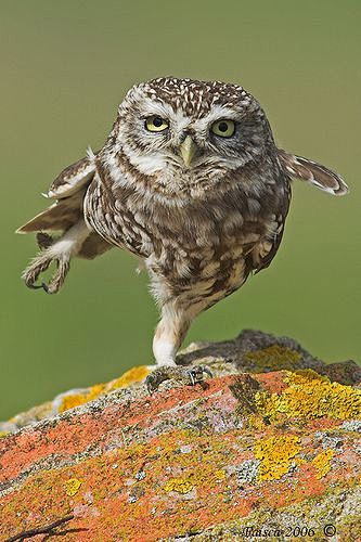 Owl Yoga.