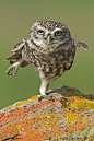 ^ 
Owl 
Yoga.