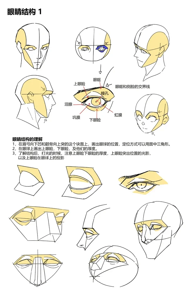 绘画笔记|人体结构 眼睛结构1