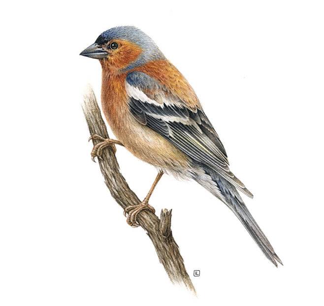 学不好发发不改id从花田错a转采于2021-03-29 20:04:33淡彩鸟类动物学