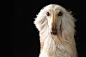 Lennette Newell 欢乐的狗狗 综合图片--创意图库 #采集大赛#