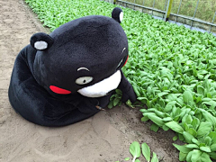 凉风子采集到霓虹·KUMAMON