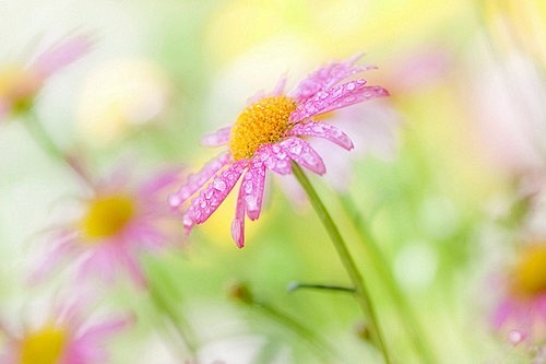 Mandy Disher的花朵摄影图片 ...