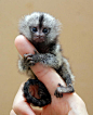 世界上最小的猴子 