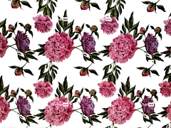 牡丹 花朵 花卉背景 背景 墙纸 装饰 植物群 开花 自然