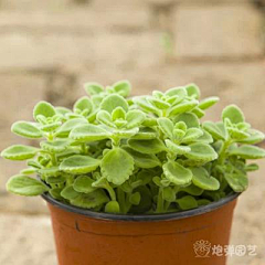炮弹园艺采集到景天科