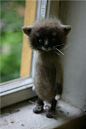 35 cm wool cat, felted. Omg not real, but how cute is this!: 