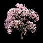开满粉色花朵的樱花树3D模型（FBX,MAX） 