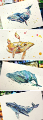 Whale watercolor series - sujinlee: 