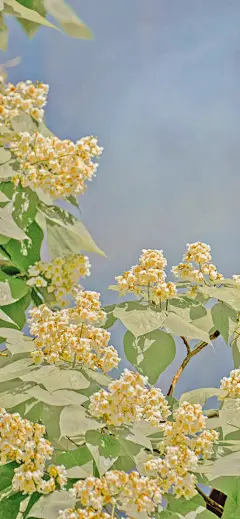 唱：你的手机我的手机需要的壁纸～