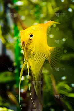 金蝶在水族箱水里，黄色神仙鱼
