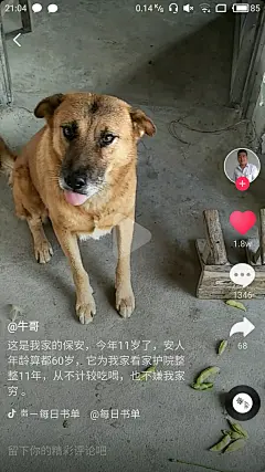还是狗压根就不知道家里穷_土狗吃饱了摇尾巴！确实不管你穷不穷！认定你是老大就永远是老大
