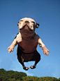 Happy flying dog