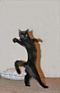 猫 cat 可爱 动物