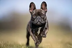 点击来源直接获取大图文件 |快乐的狗狗玩得很开心