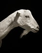雄伟的黑白山羊&绵羊室内肖像 | 美国摄影师 Kevin Horan