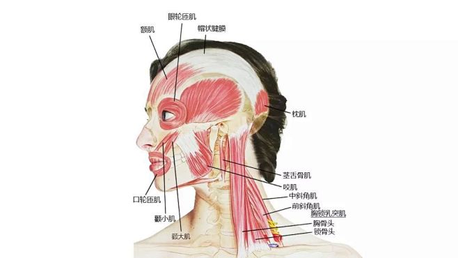 超全！27张高清解剖图带你认识头、面、颈...