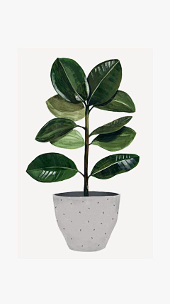 星星夏满霜采集到插画植物