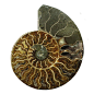 The outsides of Ammonites are often still lovely, with the irridescence they shone with when they were alive. But the fossilization process has often left the insides of them stunning works of art on a par with the outsides.（大自然的魅力）