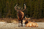 Bull elk elks deer (34) wallpaper | 1800x1200 | 332687 | WallpaperUP