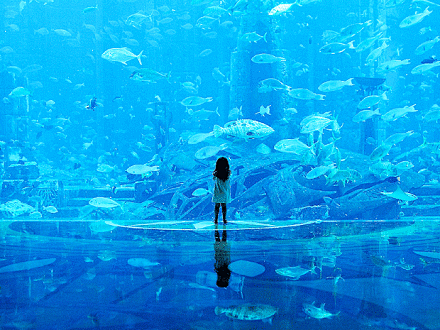 【一辈子要去的地方】世界上最大的水族馆，...