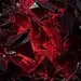 (21) Pinterest