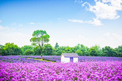 serenity-yy采集到背景-----植物背景