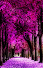 Shades of purple - Variations  of Pantone's Color of the Year 2014: Radiant Orchid