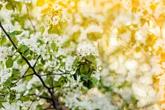 背景,春天,苹果树,天空,美,新的,水平画幅,樱花,樱桃,无人