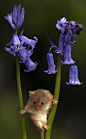 FIELD MOUSE AND BLUE BELLS: Photo by Photographer JACQUELINE GENTRY