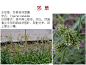 常见水生植物_17