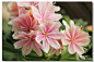 【赏花】露薇花Lewisia <wbr>cotyledon，