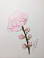 临河合瞳的桃花 by Windtrace