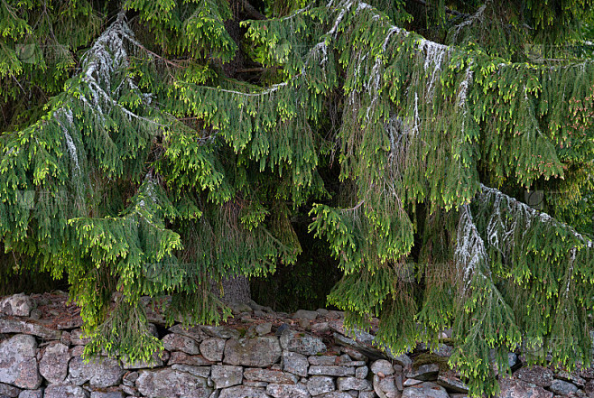 云杉(Picea abies)的枝条在初夏新生长，旧石墙。