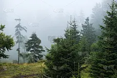 云杉林淹没在雾中(喀尔巴阡，龙虎)