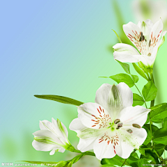 YINSINING采集到那些花儿