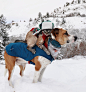 Amazing Dog and Cat Travel Companions