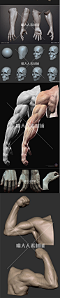 zbrush 3d 艺用人体解剖结构肌肉骨骼 设计参考 人物角色图片素材-淘宝网