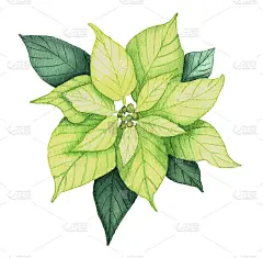 水彩圣诞一品红花。手绘插图孤立在白色背景。设计元素的贺卡，花环和框架在花卉风格