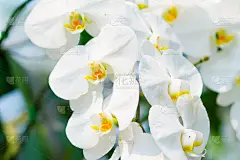 白色的兰花