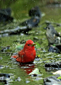 Bathing bird...:) | Rain....