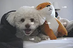 白色桌子上的白色玩具贵宾犬